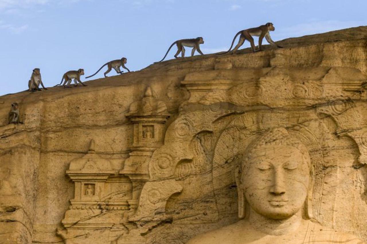 Lion Resort Polonnaruwa Eksteriør bilde